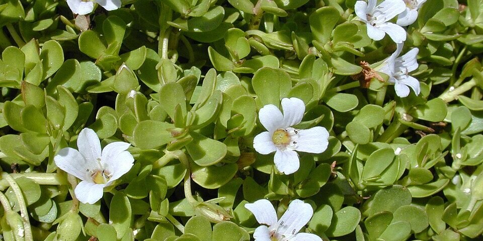 bacopa-monnieri-guia-completo-featured Bacopa monnieri guia completo featured