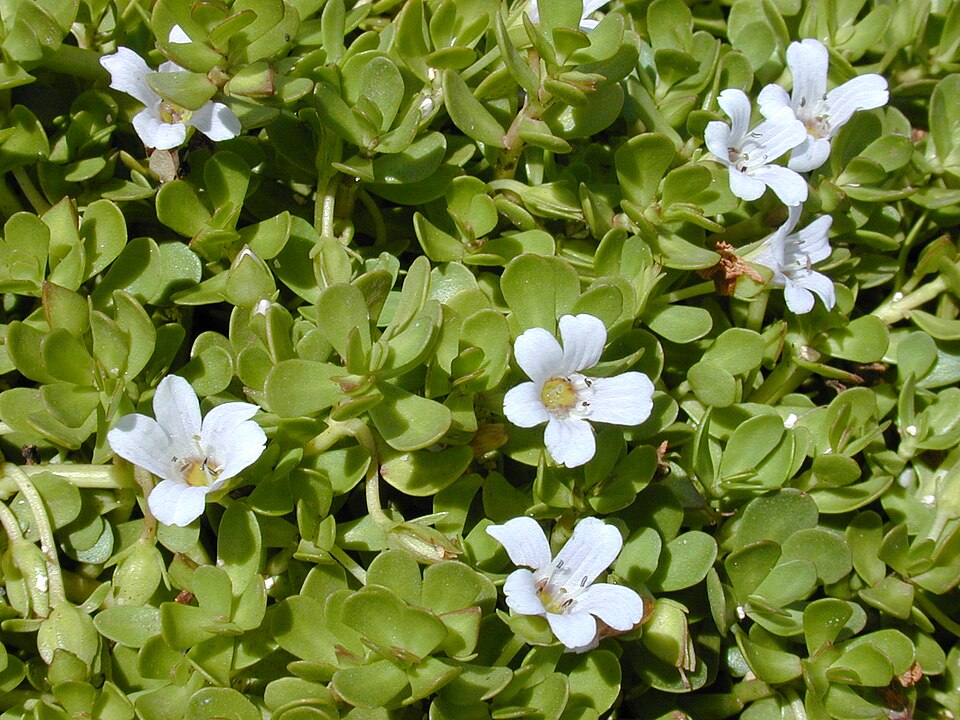 Bacopa monnieri guia completo featured