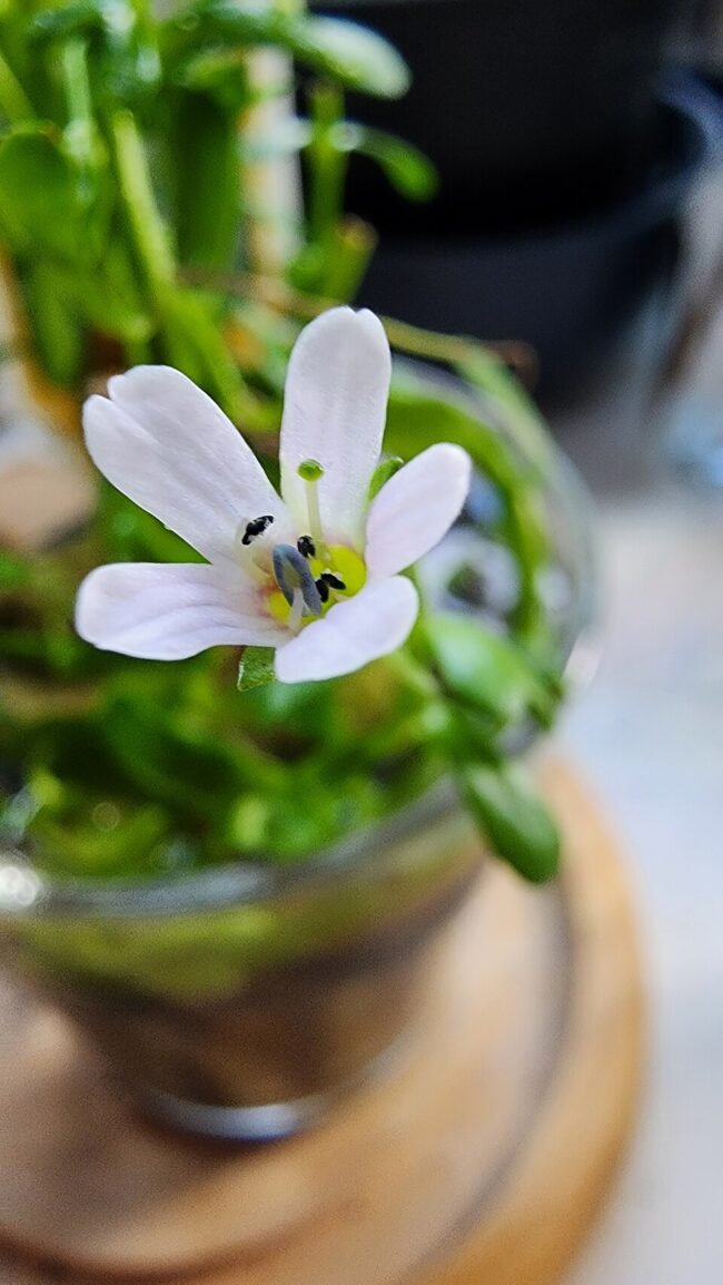 Bacopa Monnieri — Memoria e Ansiedade