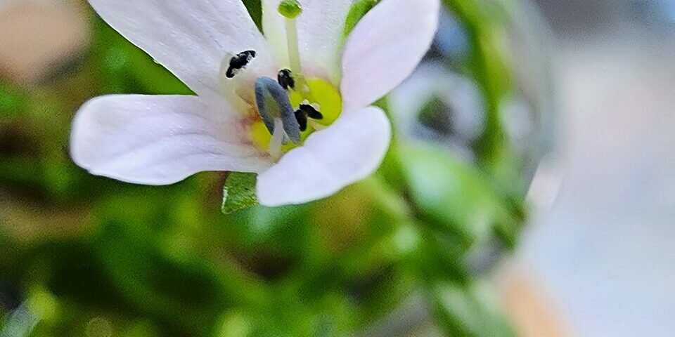 Bacopa Monnieri — Memoria e Ansiedade