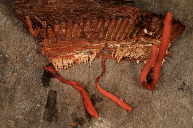 Cordyceps — Performance Atletica Cordyceps — Performance Atletica