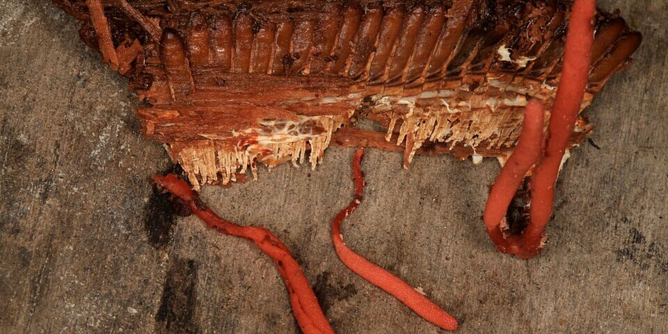 Cordyceps — Performance Atletica
