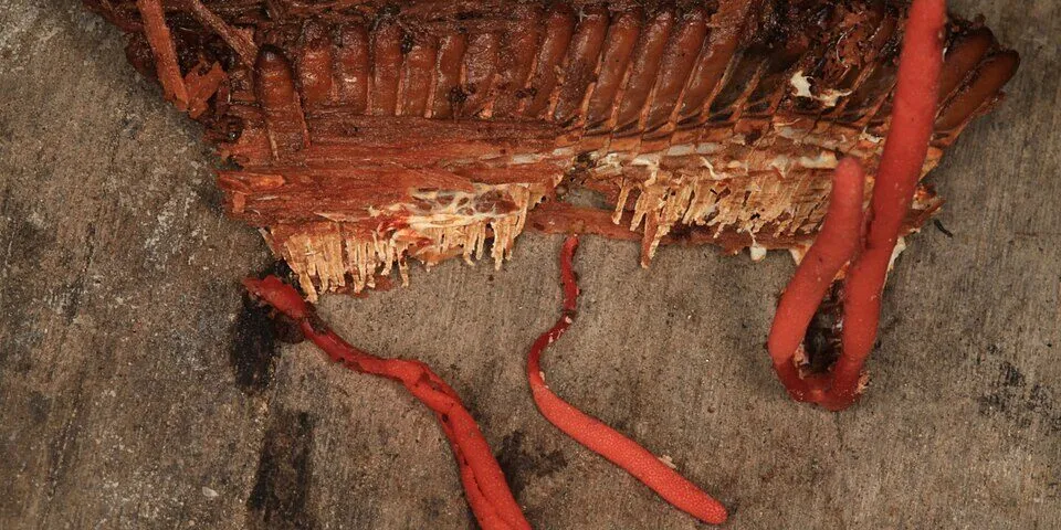 Cordyceps — Performance Atletica Cordyceps — Performance Atletica