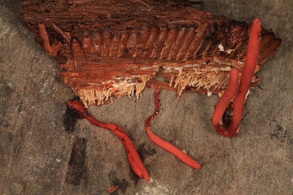 Cordyceps — Performance Atletica