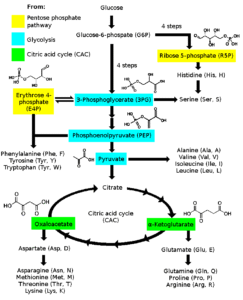 L-Triptofano — O Precursor da Serotonina