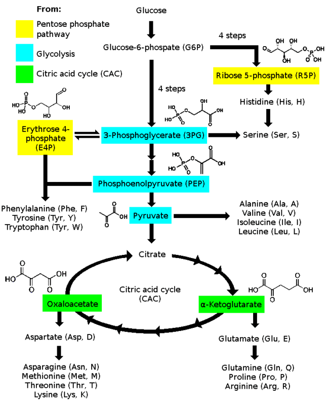 L-Triptofano — O Precursor da Serotonina L-Triptofano — O Precursor da Serotonina