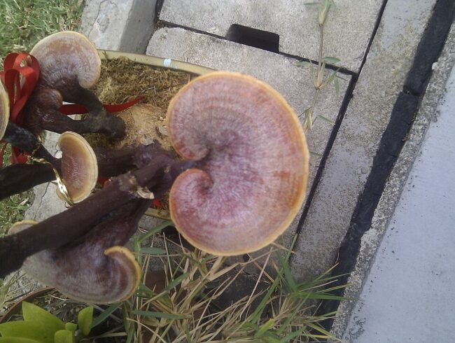 Reishi — Cogumelo da Imunidade e Sono Reishi — Cogumelo da Imunidade e Sono