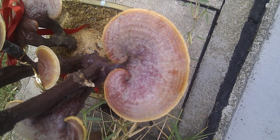 Reishi — Cogumelo da Imunidade e Sono