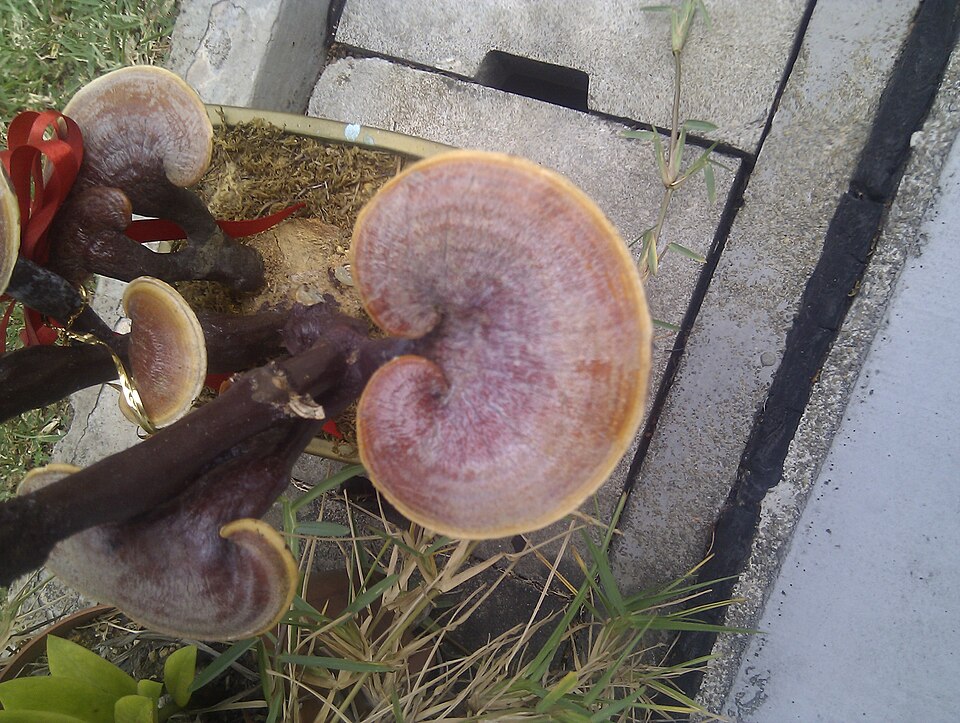 Reishi — Cogumelo da Imunidade e Sono