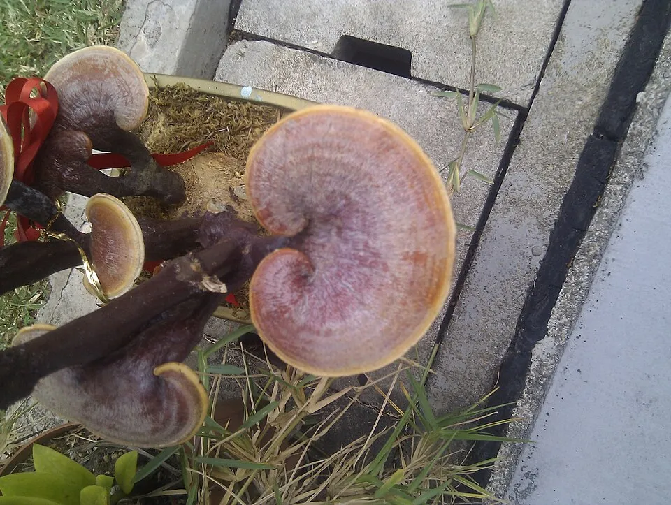 Reishi — Cogumelo da Imunidade e Sono Reishi — Cogumelo da Imunidade e Sono