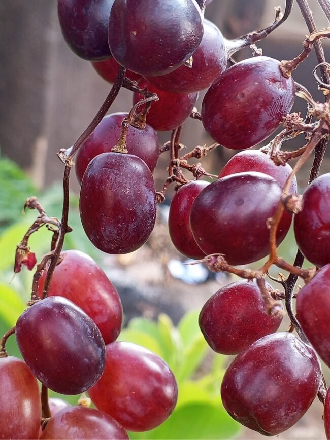 Resveratrol — Longevidade e Cardiovascular Resveratrol — Longevidade e Cardiovascular