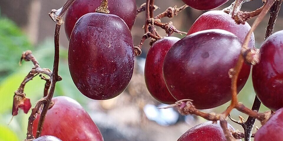 Resveratrol — Longevidade e Cardiovascular