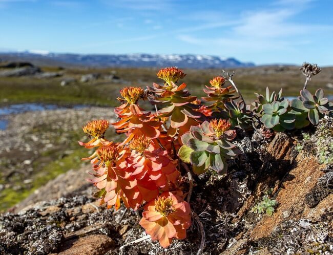Rhodiola Rosea — Adaptogeno Anti-Burnout Rhodiola Rosea — Adaptogeno Anti-Burnout
