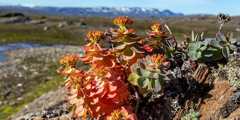Rhodiola Rosea — Adaptogeno Anti-Burnout