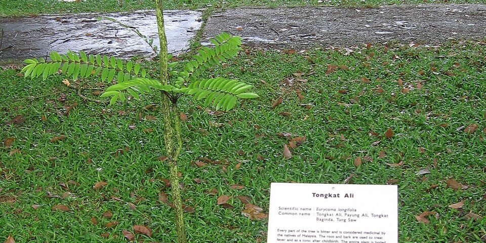 Tongkat ali featured
