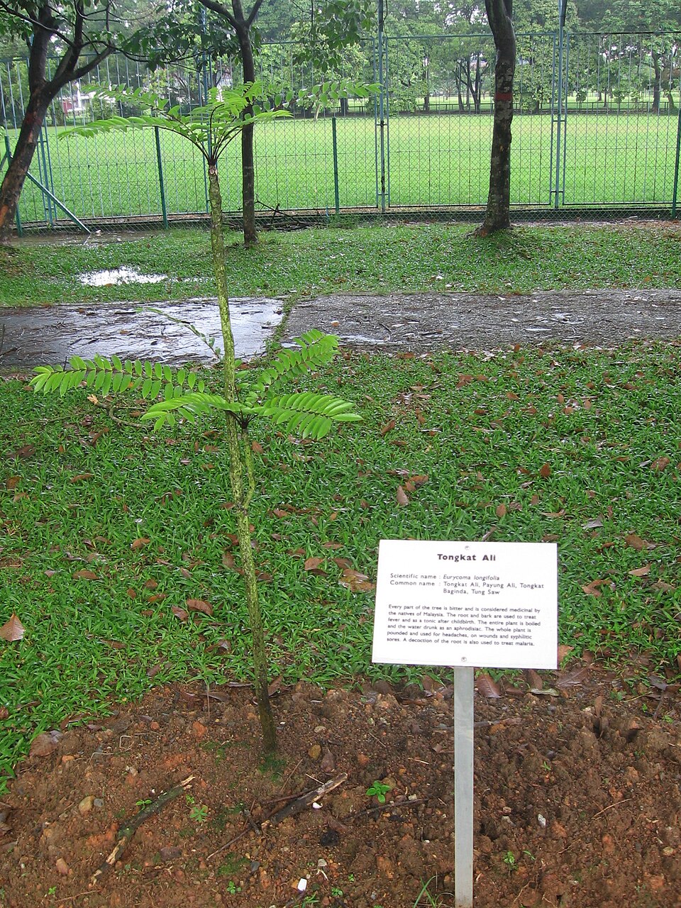 Tongkat ali featured